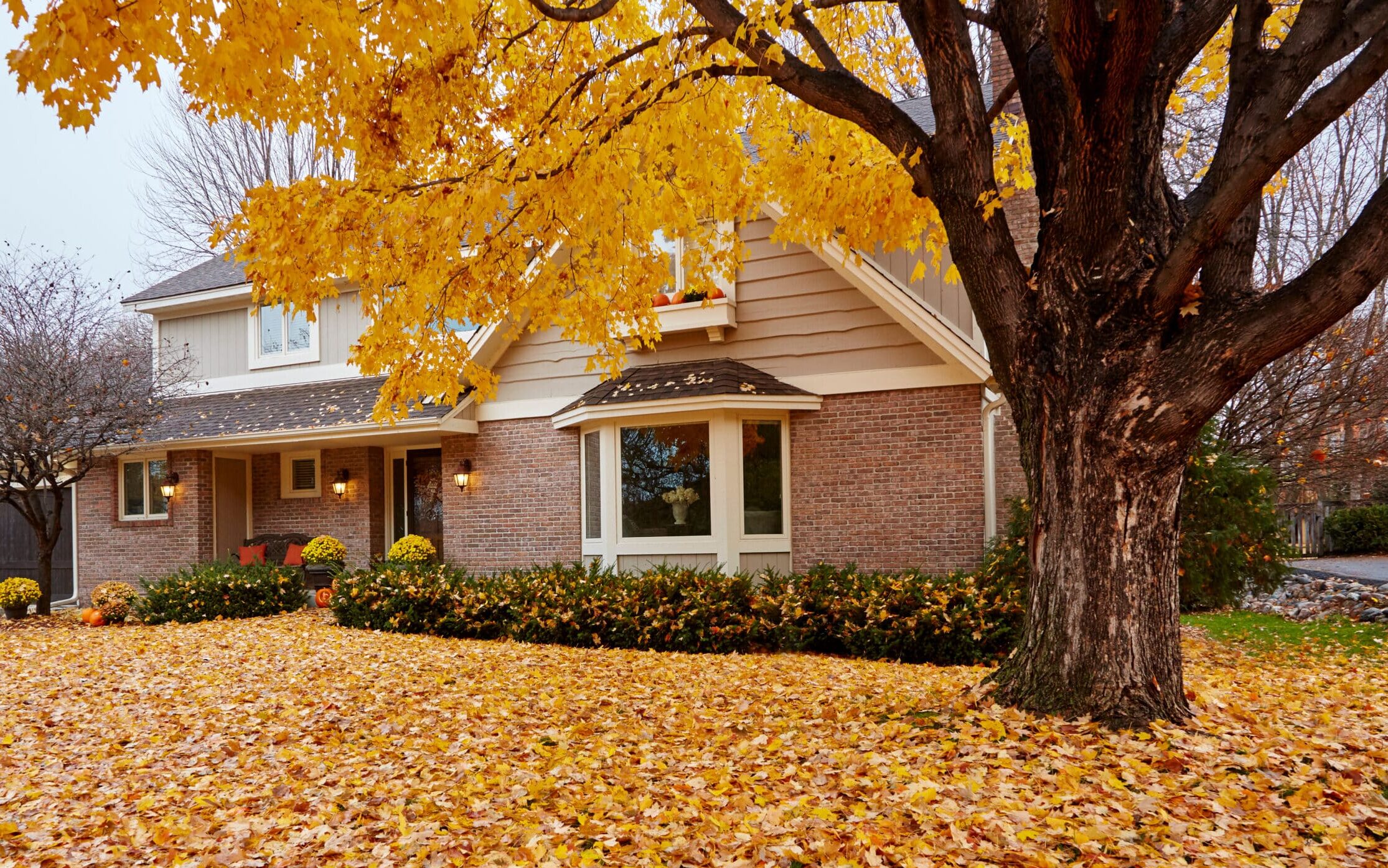 Fall leaves carpeting the front yard of my house during autumn in Minnesota, USA